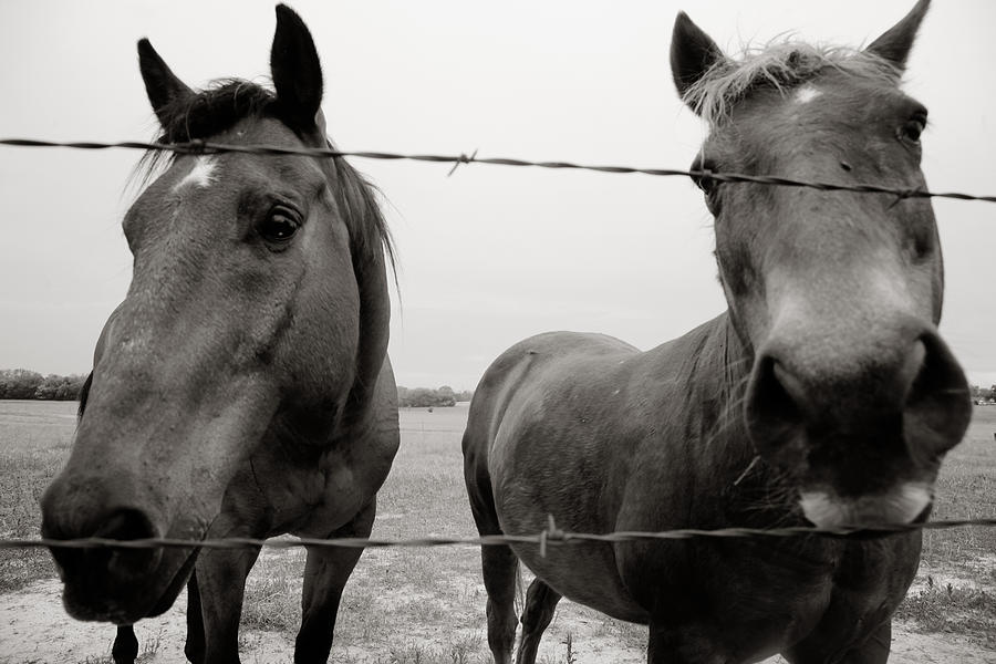 Hello Horses Photograph by Toni Hopper