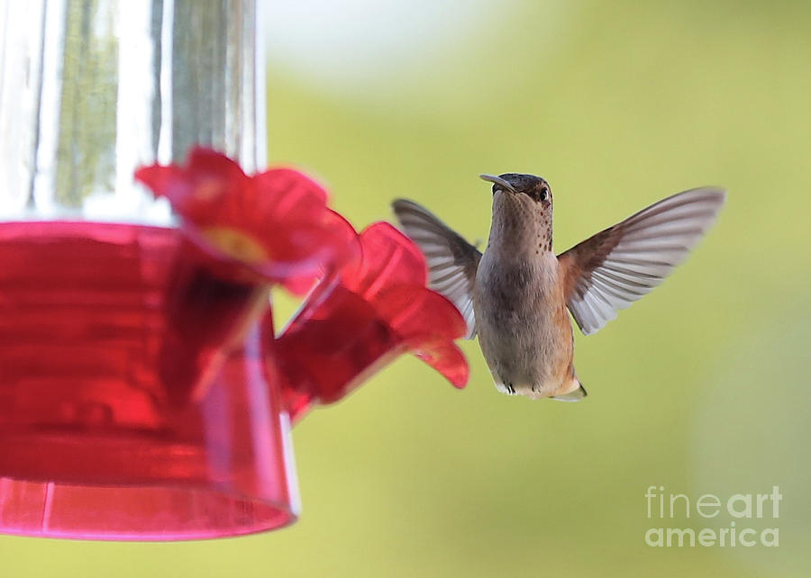 Hello Hummingbird Photograph by Carol Groenen
