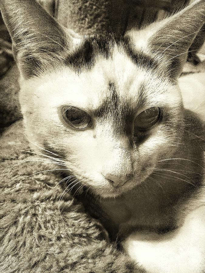 Cat Photograph - Hello Kitten by Eddie G Cat Photograph - Hello Kitten by Eddie G