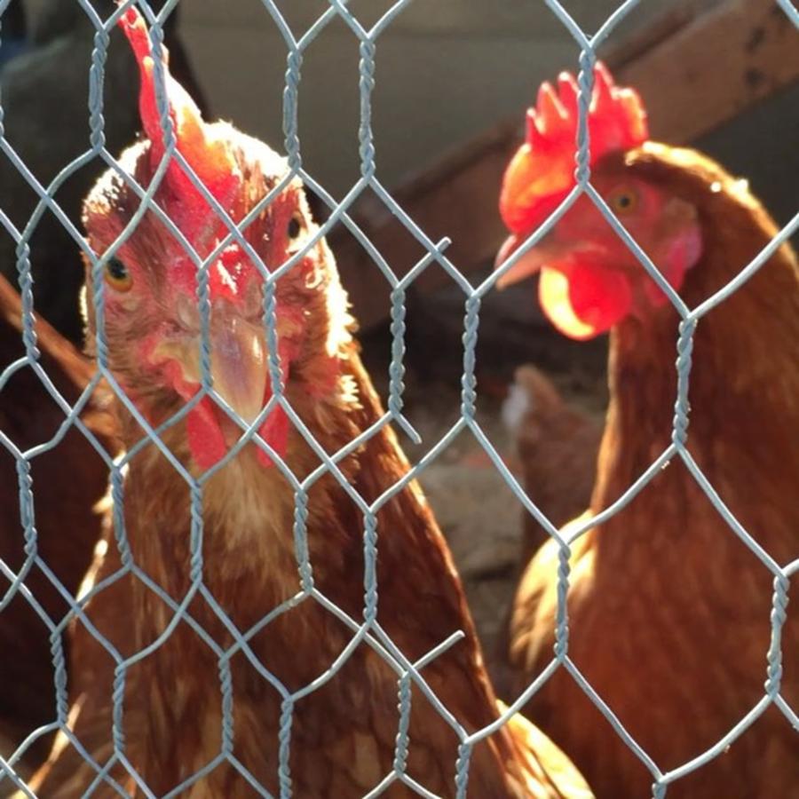 Chicken Photograph - Hello, Ladies by Speedy Birdman