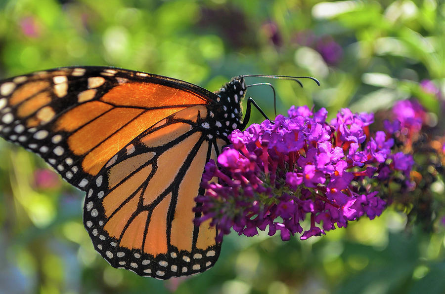 Hello Monarch Photograph by Melissa Hicks - Fine Art America