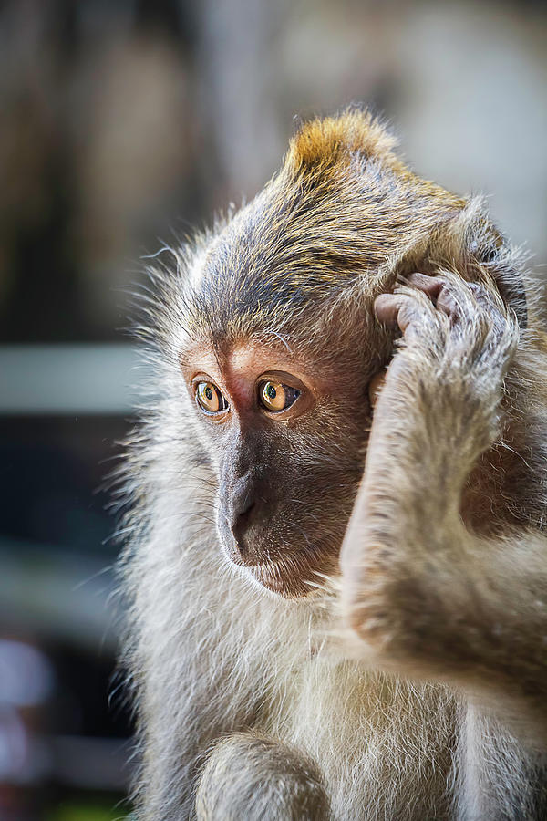 Hello, Monkey Here Photograph by Rick Deacon