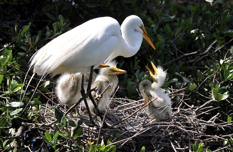 Egret Photograph - Hello Mother by Andrew Armstrong  -  Mad Lab Images