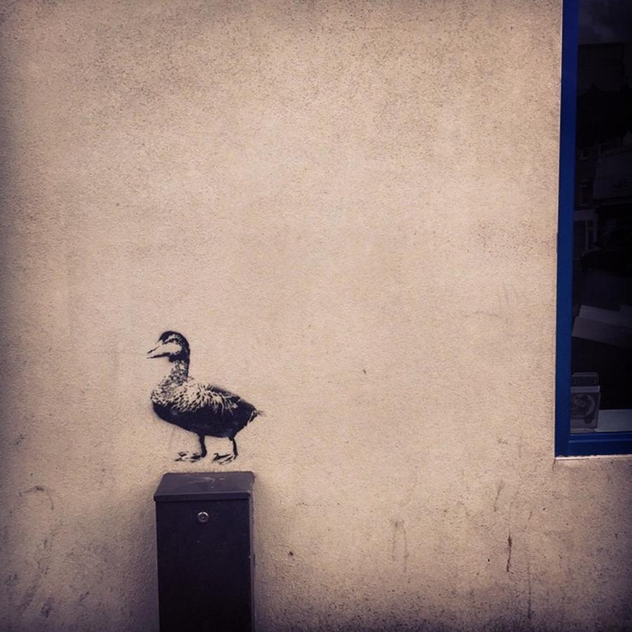 Duck Photograph - Hello Poppet. #duck That #streetart by Louise McAulay