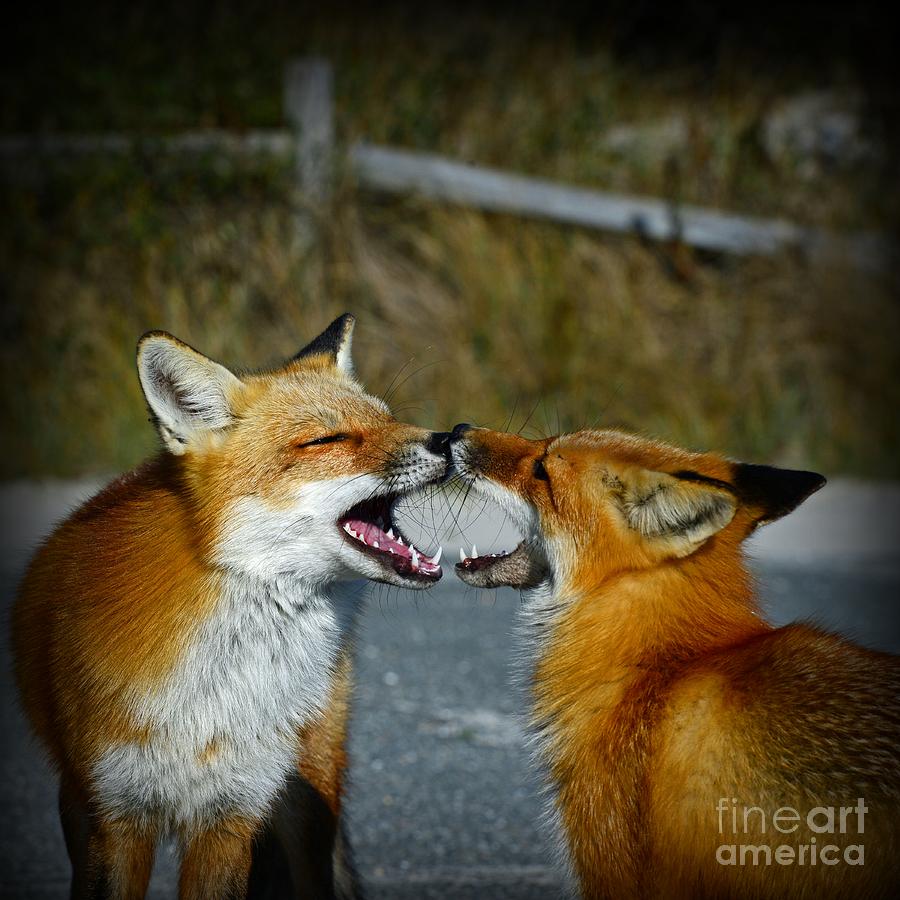 Hello said the Fox Photograph by Paul Ward