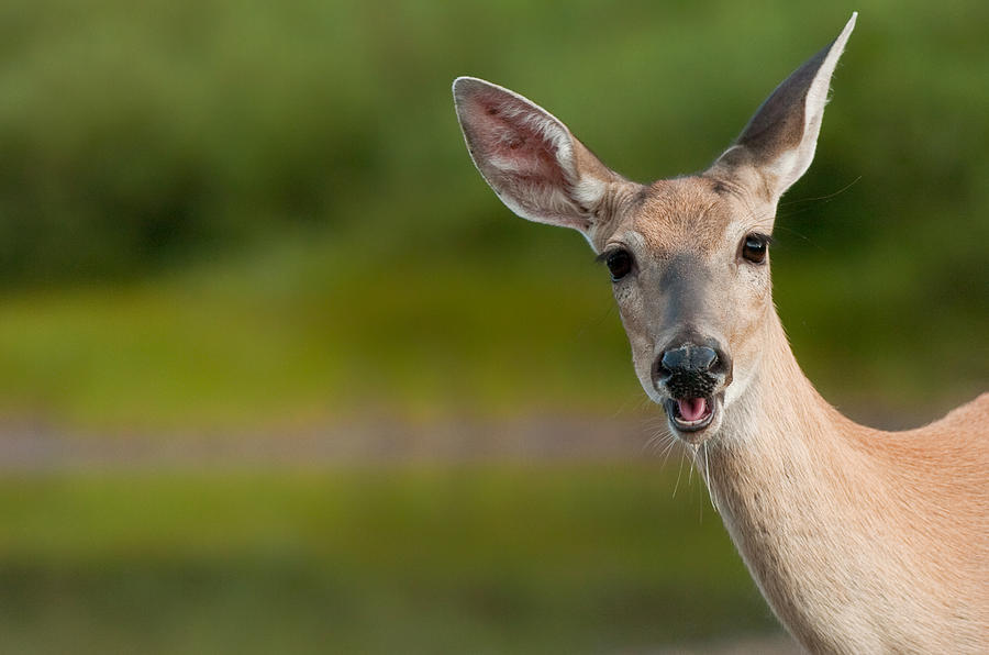 Deer Photograph - Hello by Sebastian Musial