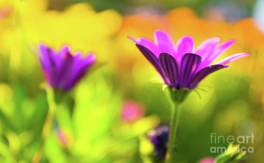 Flower Photograph - Hello Spring by Awais Yaqub Flower Photograph - Hello Spring by Awais Yaqub