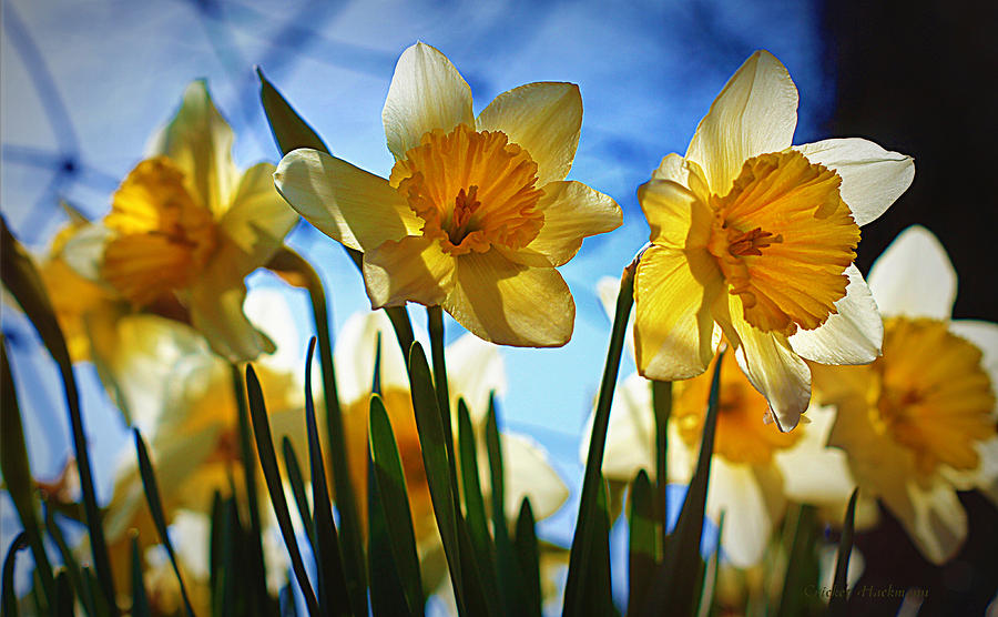 Hello Spring Photograph by Cricket Hackmann