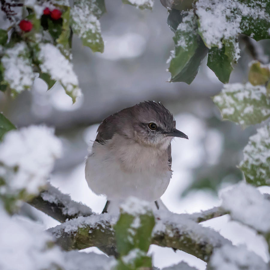 Hello Spring? Mockingbird Square Photograph by Terry DeLuco