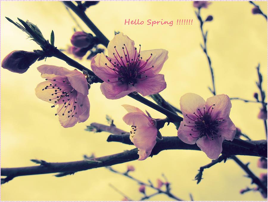 Hello Spring Photograph by Vesna Martinjak