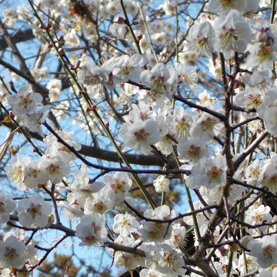 Spring Photograph - Hello Spring!
:
the White Plum by Sakura Eyes