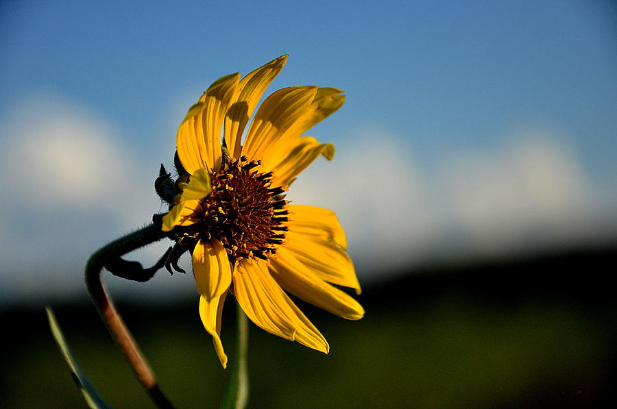 Wildflowers Photograph - Hello Summer... by Thomas Gorman Wildflowers Photograph - Hello Summer... by Thomas Gorman