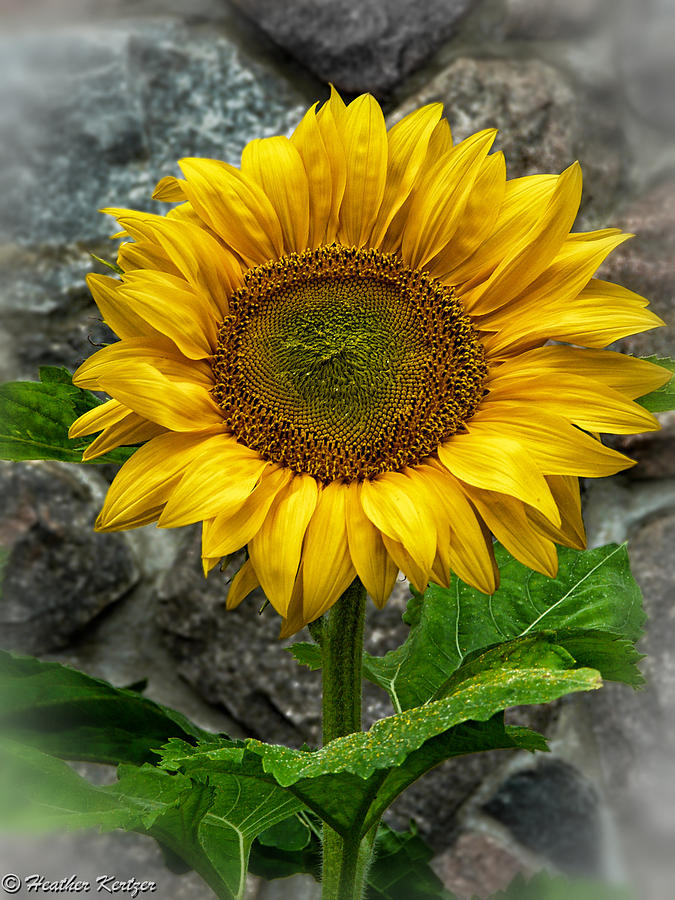 Sunflower Photograph - Hello Sun Shine by Heather Kertzer Sunflower Photograph - Hello Sun Shine by Heather Kertzer