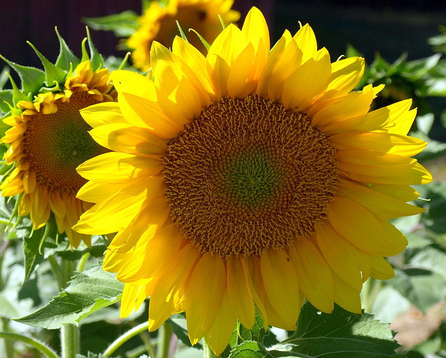 Hello Sunflower Photograph by Mike Stanfield - Fine Art America