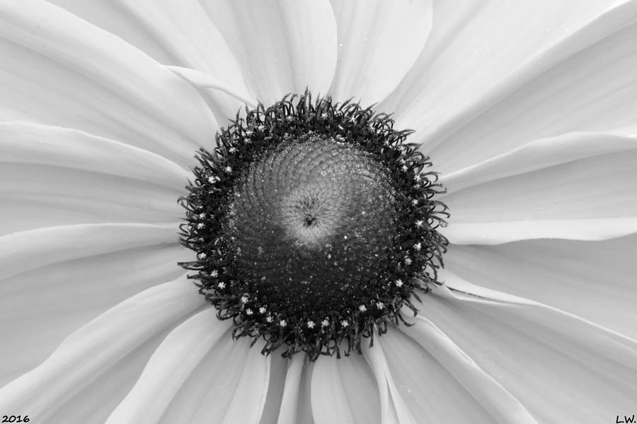 Hello Sunshine Black And White Photograph by Lisa Wooten