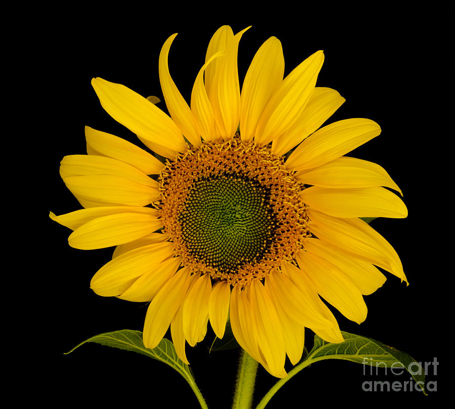Sunflower Photograph - Hello Sunshine by Nick Boren