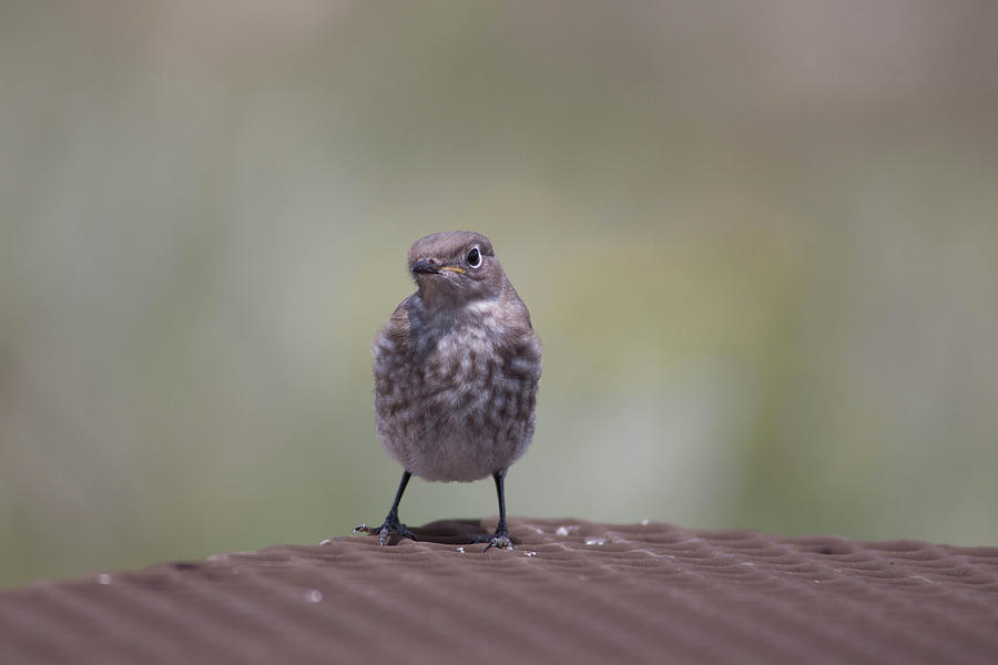 Bird Photograph - Hello There by Jodi Vetter
