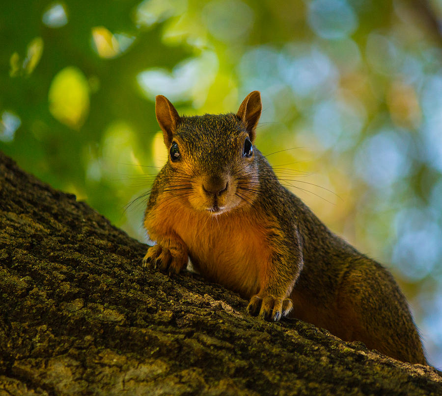 Hello There Photograph by Austin Photography - Fine Art America