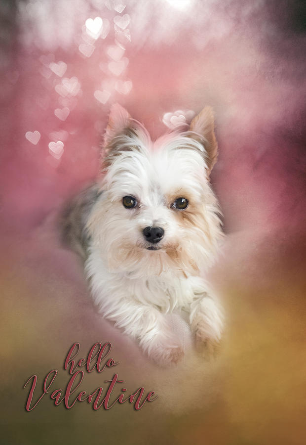 Dog Photograph - Hello Valentine by Mary Timman