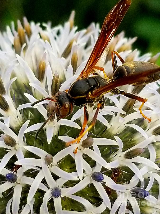 Hello, Wasp by Michael Graham Hello, Wasp by Michael Graham