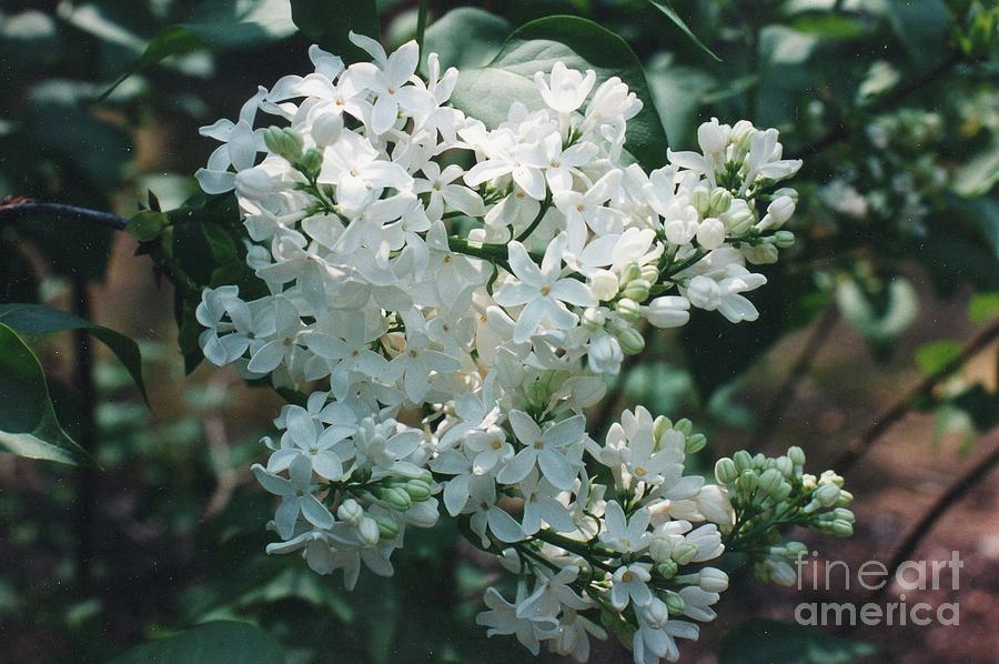 Hello White Lilac Photograph by Nancy Kane Chapman