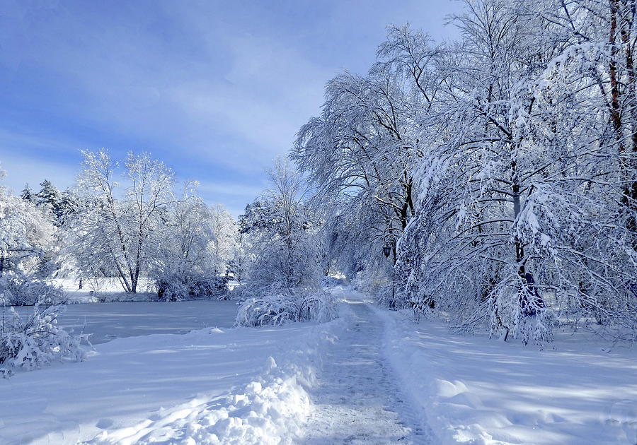 Hello Winter Photograph by Lyuba Filatova