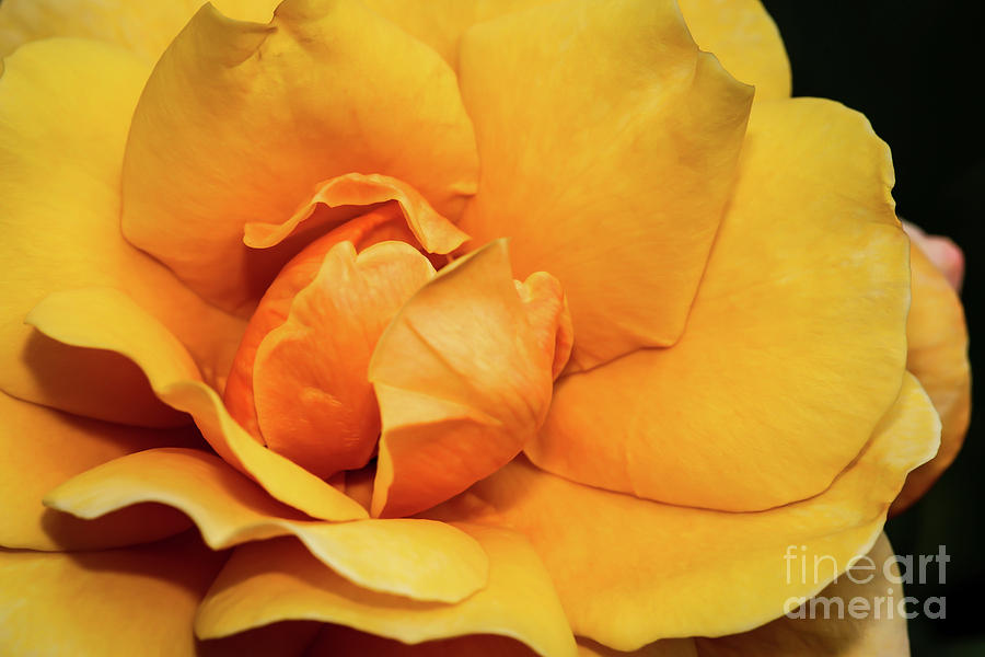 Spring Photograph - Hello Yellow Rose by Sabrina L Ryan
