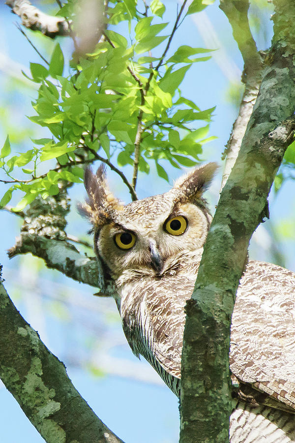 Houston Photograph - Hellow world.  - Great Horned Owl. by Ellie Teramoto