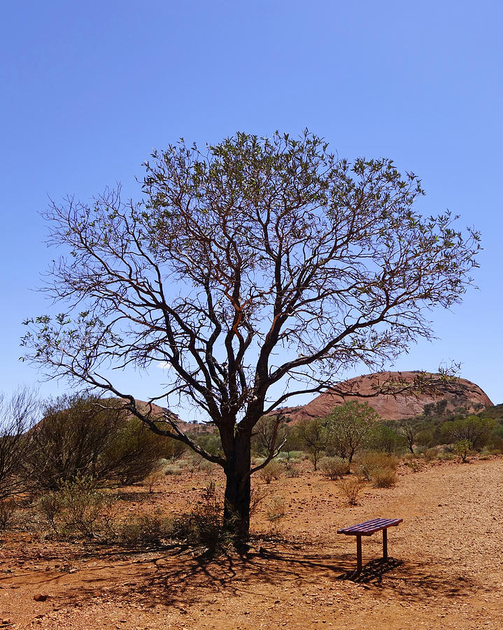 Hells Shade Tree Australian Outback Photograph by Lawrence S Richardson Jr