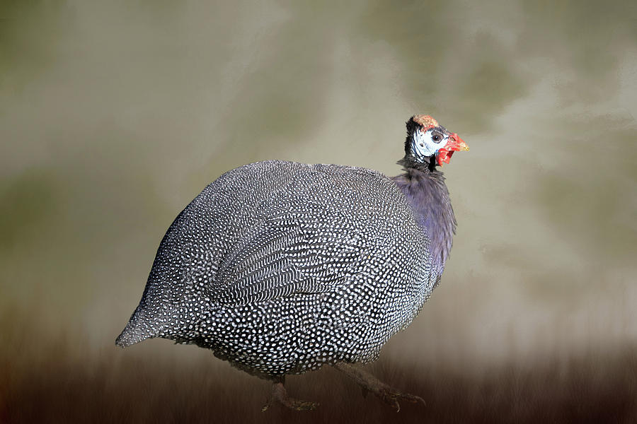 Helmeted Guineafowl Photograph by Donna Kennedy