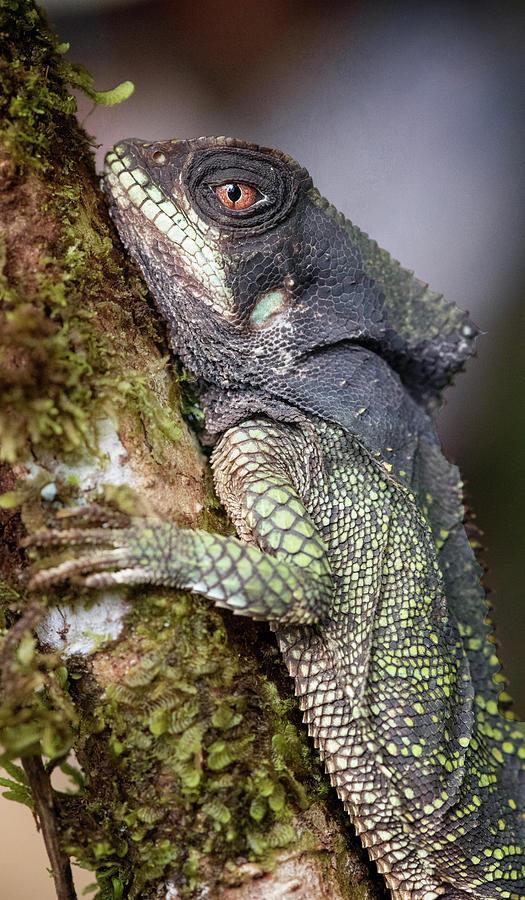 Helmeted Iguana Costa Rica Photograph by Joan Carroll