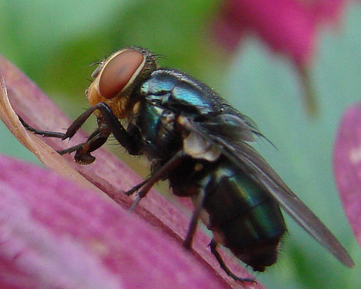 Insects Photograph - The Fly by Mary Halpin