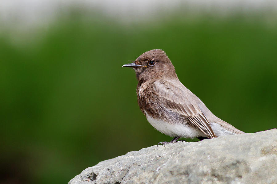 Black Phoebe Photograph by Mark Miller