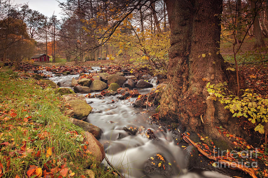 Helsingborg forest stream Photograph by Sophie McAulay