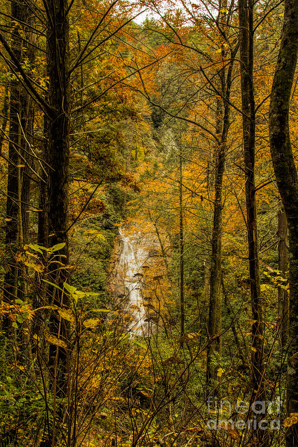 Helton Falls through the leaves Photograph by Barbara Bowen