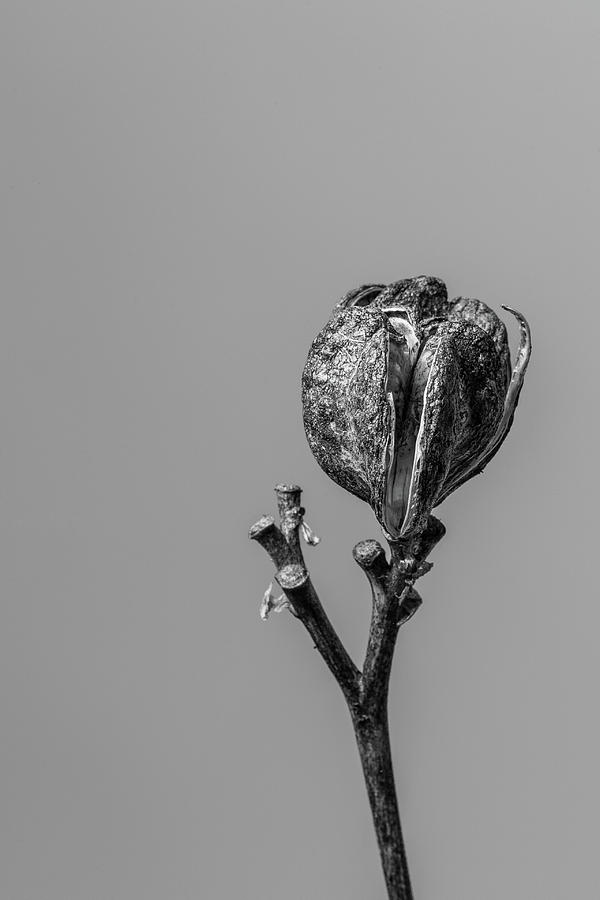 Hemerocallis Decomposed 2 Photograph by Nathan Larson