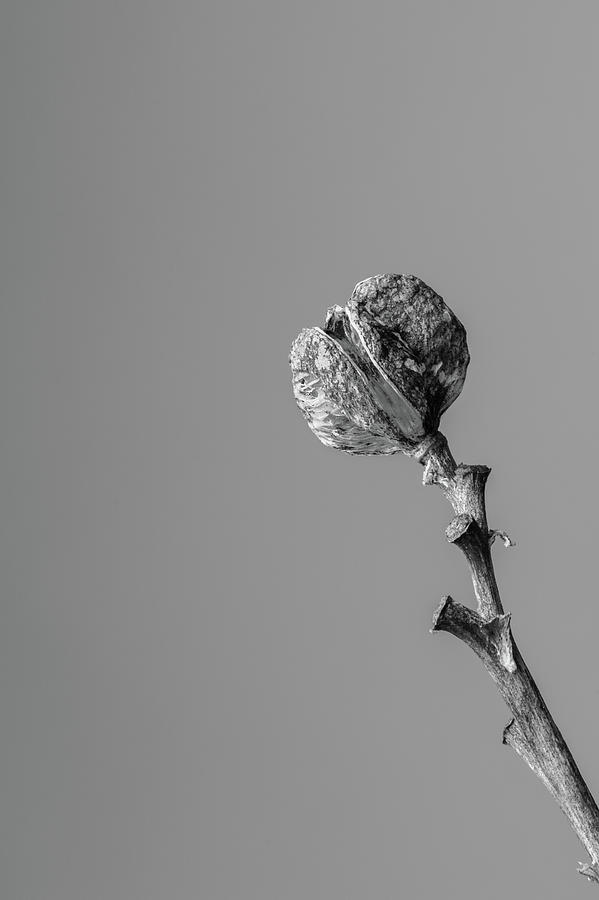 Nature Photograph - Hemerocallis Decomposed 3 by Nathan Larson
