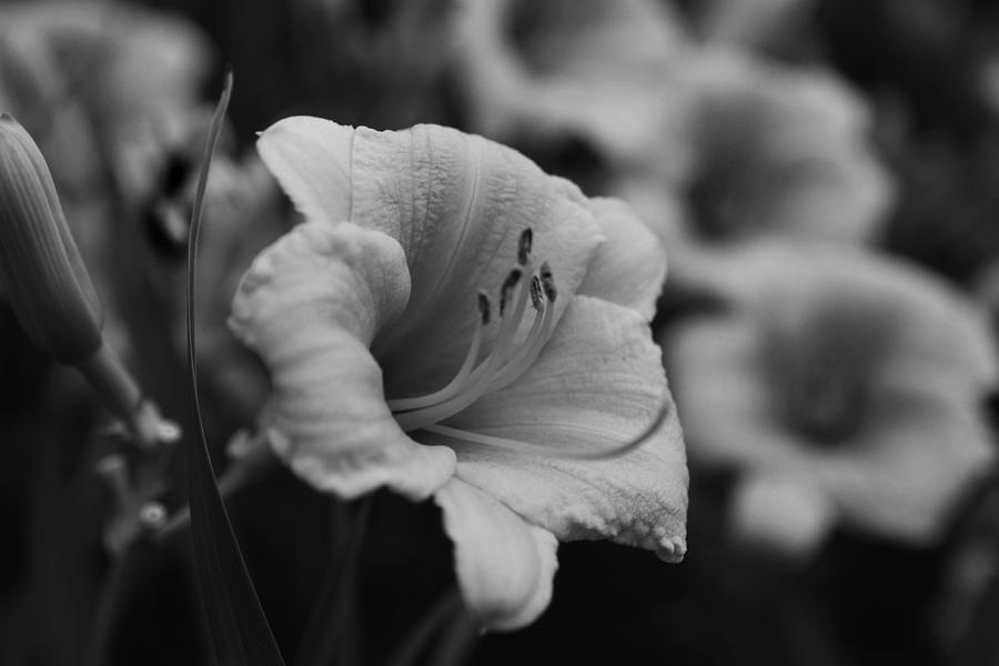 Hemerocallis Stella dOro  Daylilies Black and White Photograph by Toby McGuire