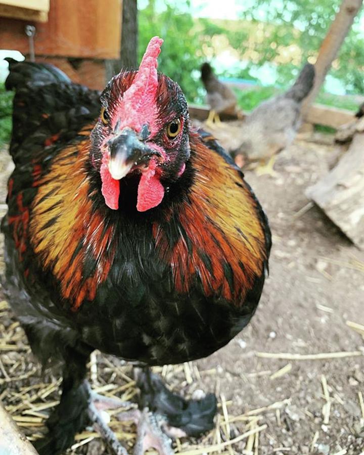 Rooster Photograph - Hemingway Is Not Impressed With My by Lacey Newman