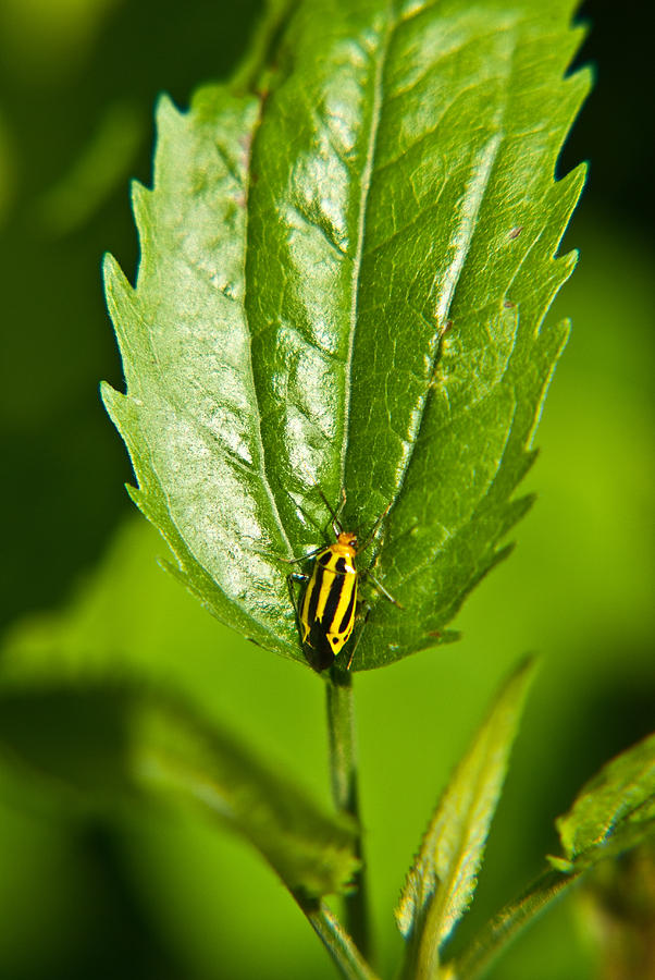 Insects Photograph - Hemiptroid Sucking Bug by Douglas Barnett