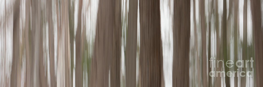 Hemlock Grove Photograph by Phil Spitze
