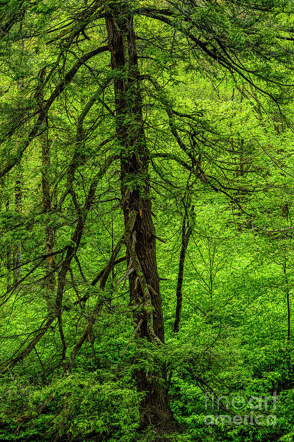Hemlock Monongahela National Forest Photograph by Thomas R Fletcher