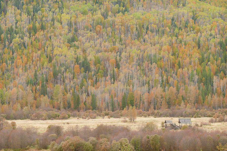Tree Photograph - Hemp Creek autumn by Dave Belcher