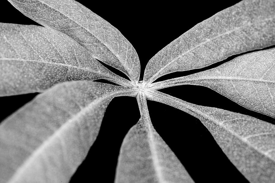 Hemp Tree Leaf Photograph by SR Green
