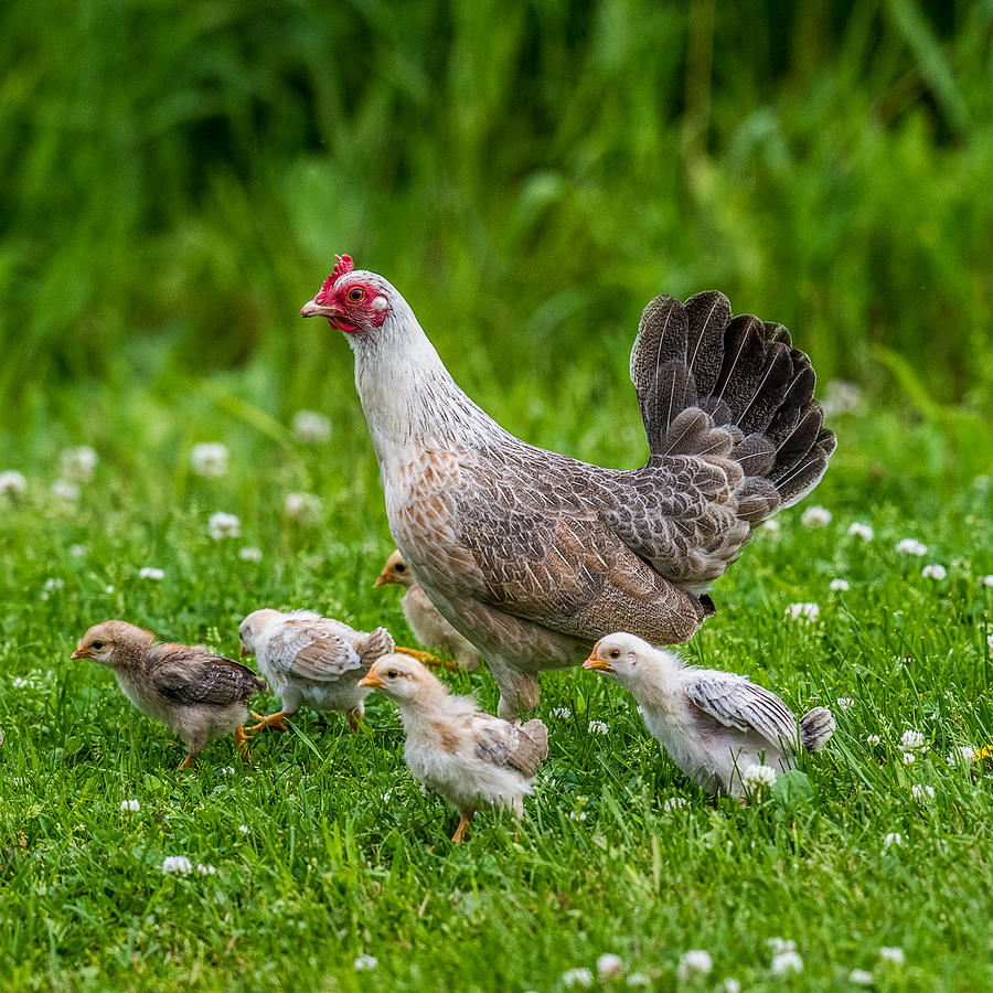 Bird Photograph - Hen and Chicks by Paul Freidlund