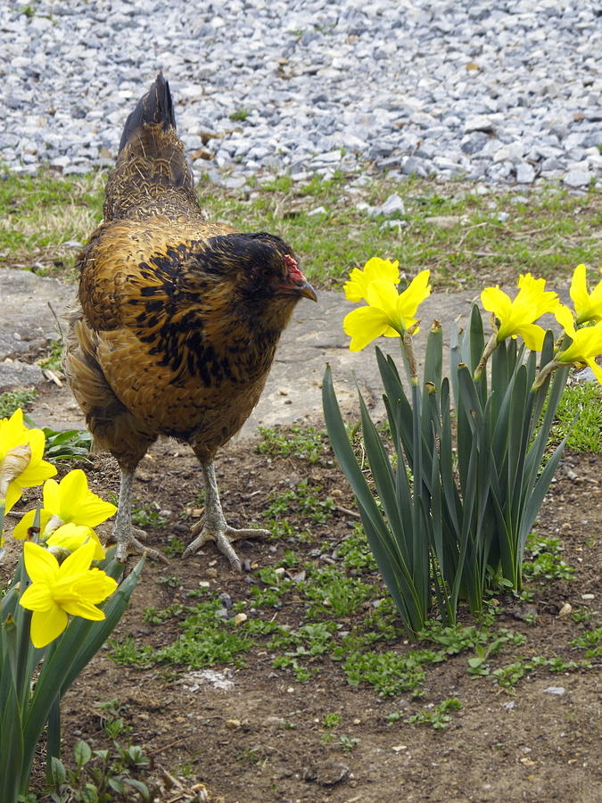 Spring Photograph - Hen and Daffodils by Sally Weigand