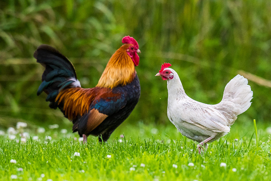Hen And Rooster Photograph by Paul Freidlund