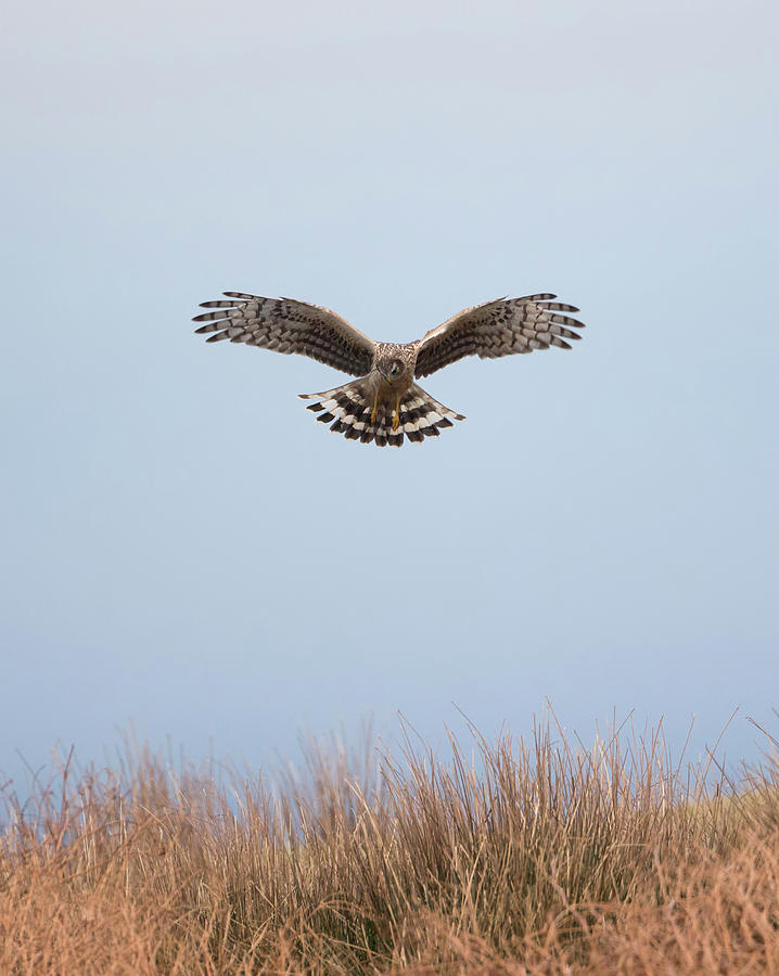 Hen Harrier Hovering Photograph by Pete Walkden