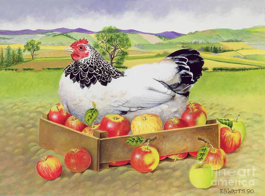 Hen in a Box of Apples Painting by EB Watts