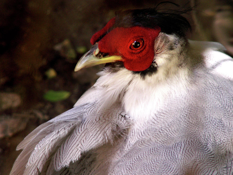 Silver Pheasant Hen Photograph by Nancy Griswold